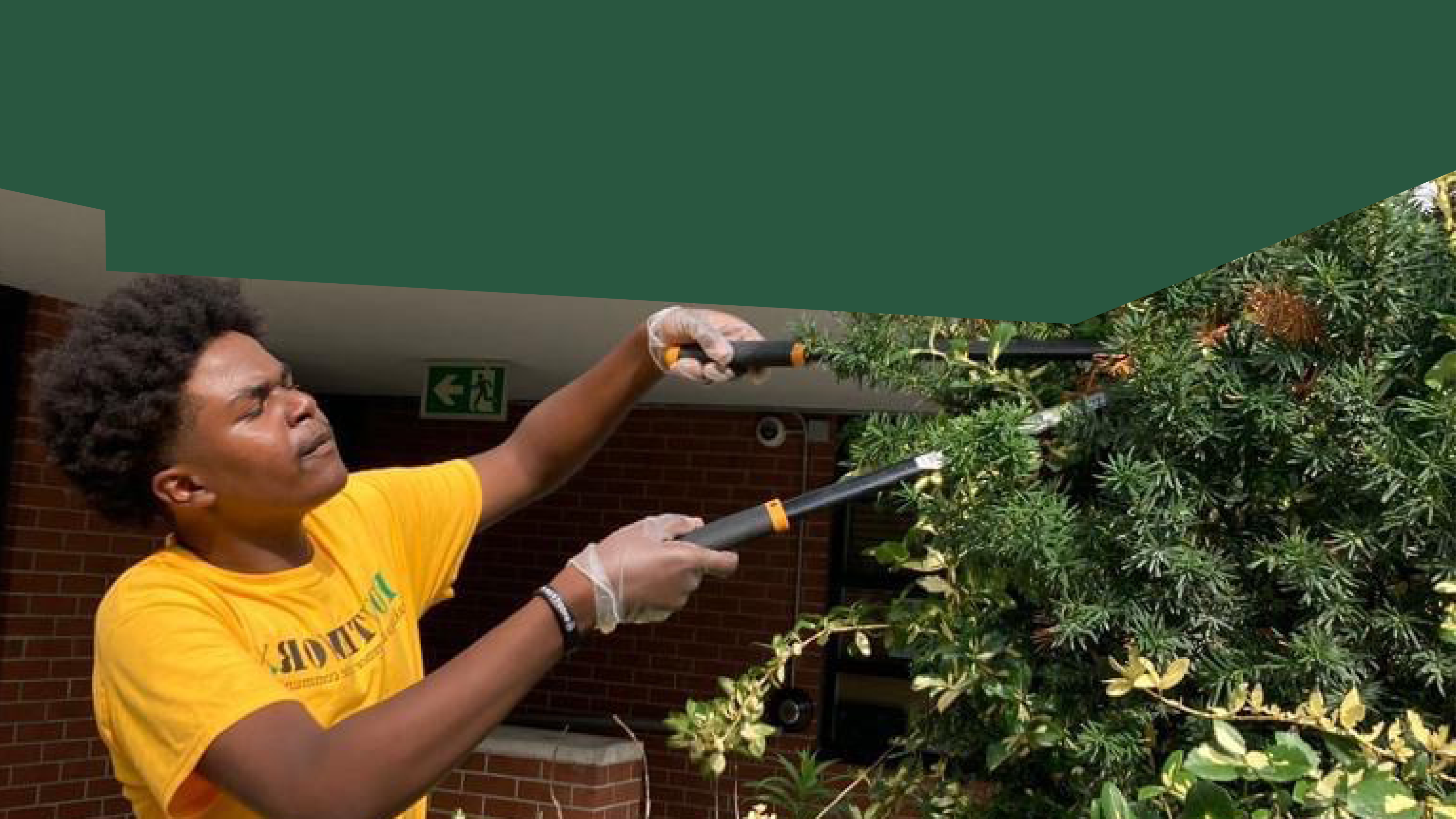 A young person in a YouthWorx yellow t-shirt standing outside trimming a hedge. 